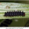 melitaea cinxia larva5